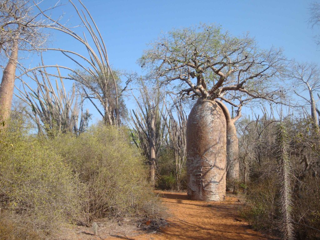  hotel-ecolodge-madagascar-ile-sainte-marie-riake-resort-Villa