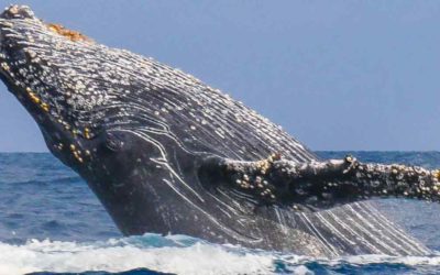 The humpback whales in Madagascar